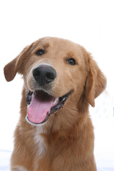 Golden Retriever dog with mouth open.
