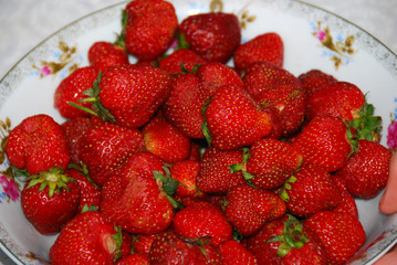 fruits