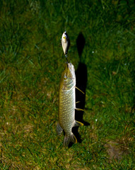 pike