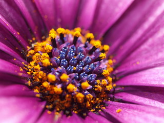 Coeur de marguerite violet et jaune