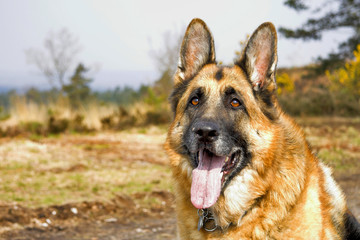 German shepherd