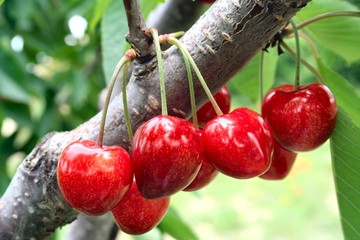 Bouquet de cerises