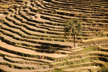 Rice field