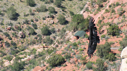 A California Condor Over Bright Angel Trail - 7966259