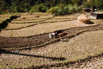 Fototapete Rund Rice field © forcdan