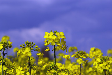 Raps -  Rapeseed 10