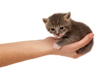 Small cat in hand