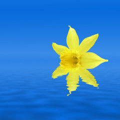 Daffodil reflection