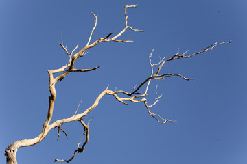 Fototapeta na wymiar barren tree