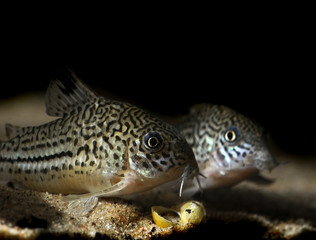 corydora catfish