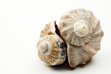 shell