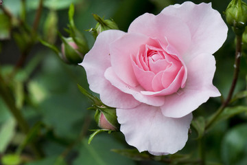 Pink rose
