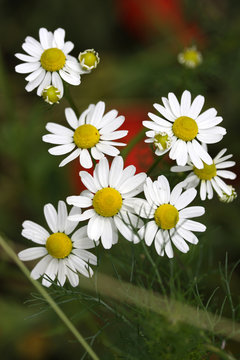 margueritte