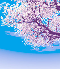 Blossoming cherry-tree