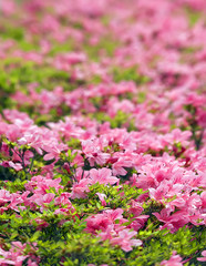 Obraz premium rhododendren