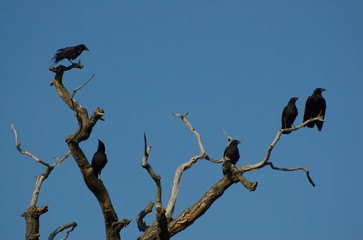 Rooks wait for carrion in a dead tree.