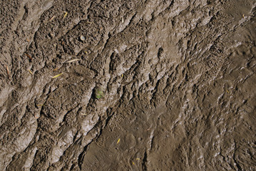 Mud in marsh