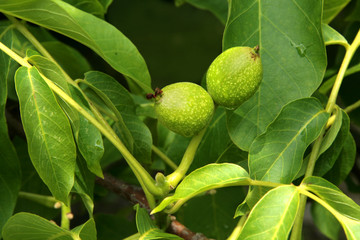 Young walnut fruit surrounded by green leaves