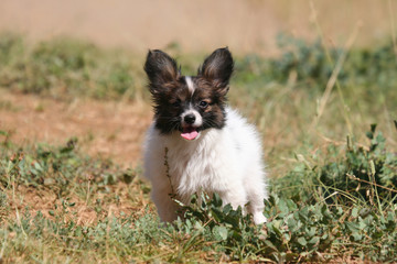 epagneul papillon nain continental  © Dogs