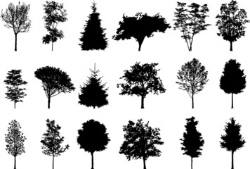 Fototapeta premium Silhouette a tree
