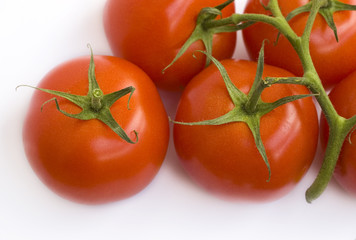 fresh tomatoes 