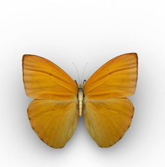 Yellow butterfly