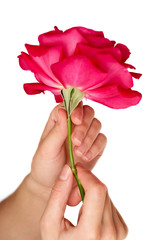 Hands are holding beautiful red rose