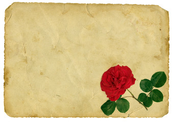Old paper with beautiful red rose isolated on white