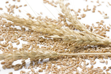 wheat ears against white background