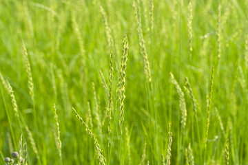Fototapeta na wymiar green grass for background