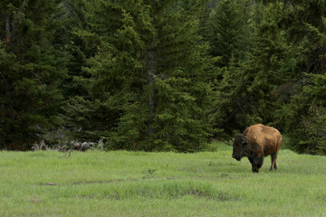 Bison in Grand Tetons National Park