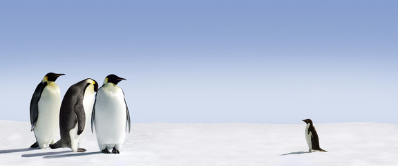 Fototapeta na wymiar Pingwin