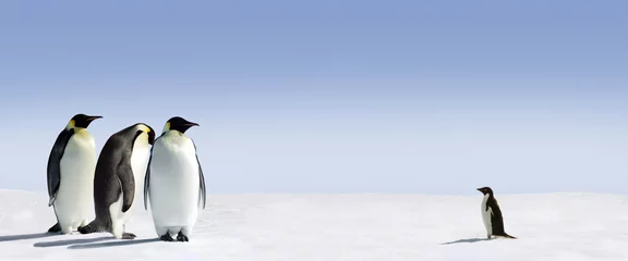 Foto op Plexiglas pinguïn © Jan Will