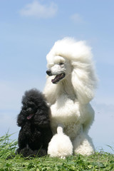 chien  Caniche poodle