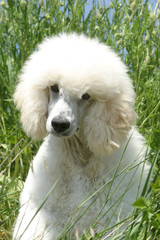 Caniche poodle