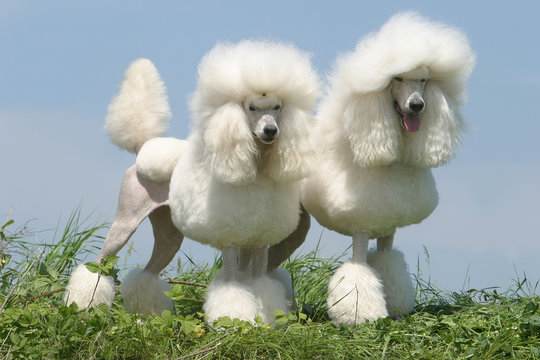 Caniche poodle