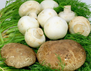 Assorted mushrooms over dill sprigs with ruts.