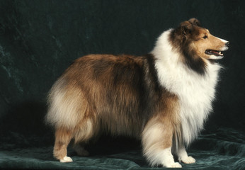 chien  Shetland 