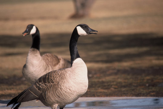 Canadian Geese