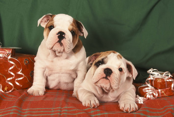 Bulldog Anglais bouledogue anglais