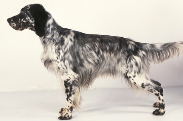 Setter Anglais english