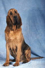 Saint Hubert bloodhound - obrazy, fototapety, plakaty