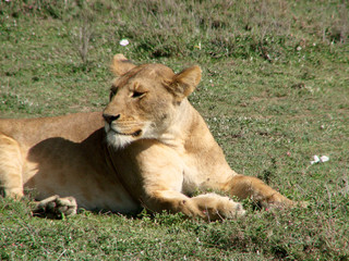 Fototapeta na wymiar Lion6