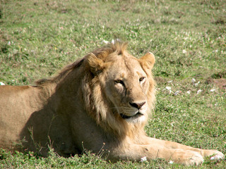 Lion4