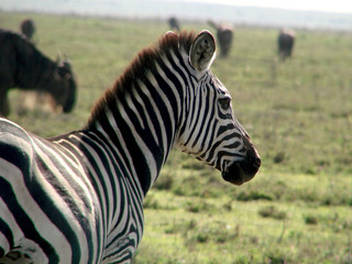 Fototapeta premium Zebra 2
