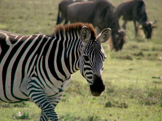 Fototapeta na wymiar Zebra3