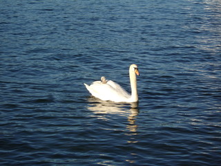 schwan