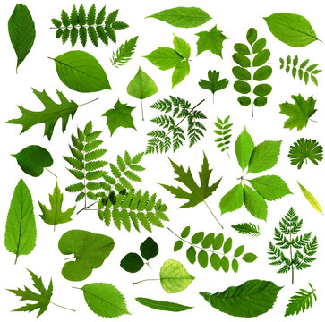 Fototapeta All sorts of green leaves