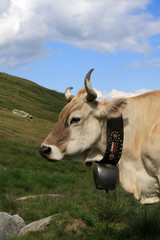 Swiss cow