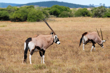 Naklejka na ściany i meble gemsbok Oryx Gazella